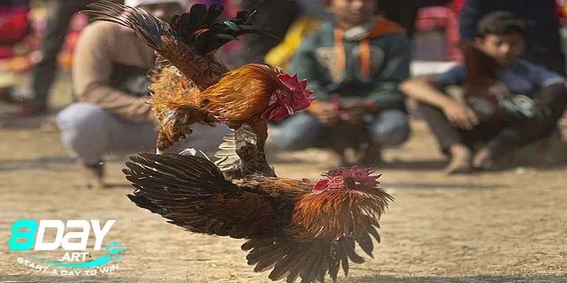 Ảnh hưởng của màu mạng gà đá đến phong thủy tại 8days