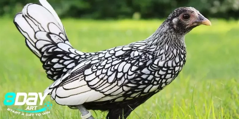 Các chiến thuật sử dụng gà vảy cá trong đá gà 8days