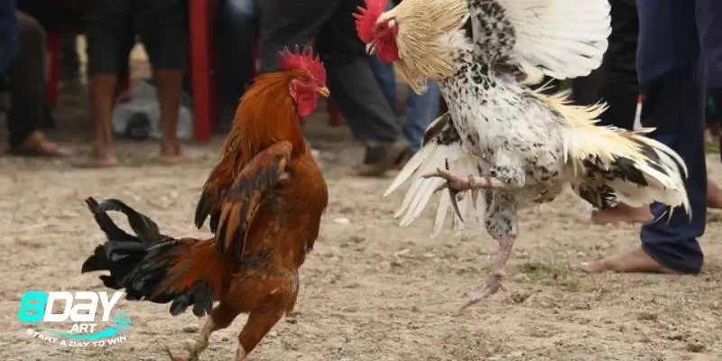 Các yếu tố ảnh hưởng đến kết quả đá gà cựa sắt miền tây 