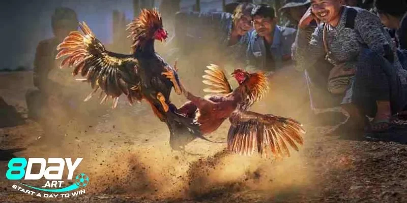 Đá gà tre Thomo– Sức hút không thể chối từ tại 8days