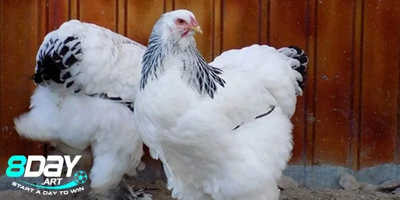 Gà Kỳ Lân nguồn gốc và ý nghĩa chi tiết nhất