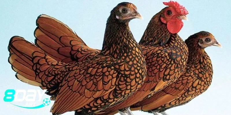 Lý do giống gà vảy cá được ưa chuộng trong đá gà 8days