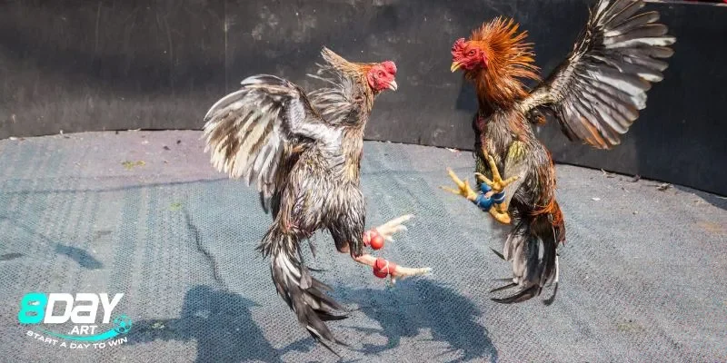  Nét đặc trưng của đá gà cựa sắt miền tây