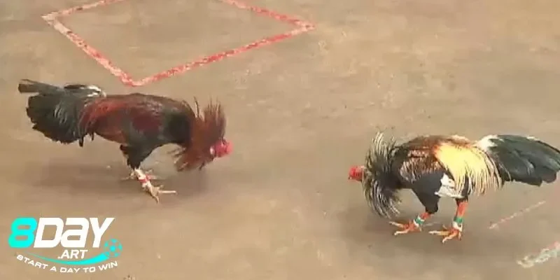 Những yếu tố tạo nên một trận đấu đá gà tre Thomo tại 8days