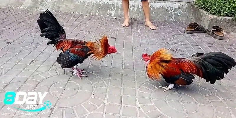 Sự khác biệt của đá gà tre Thomo tại 8days