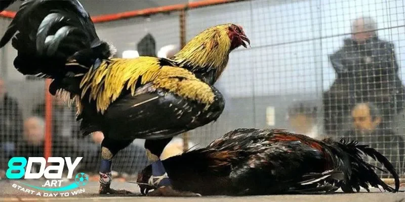 Sự lan rộng và ảnh hưởng của chiến kê Mỹ tại 8days