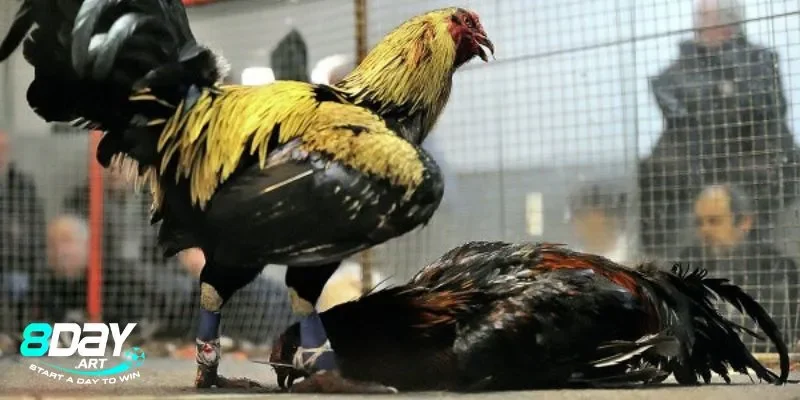 Sức hấp dẫn của đá gà cựa sắt 